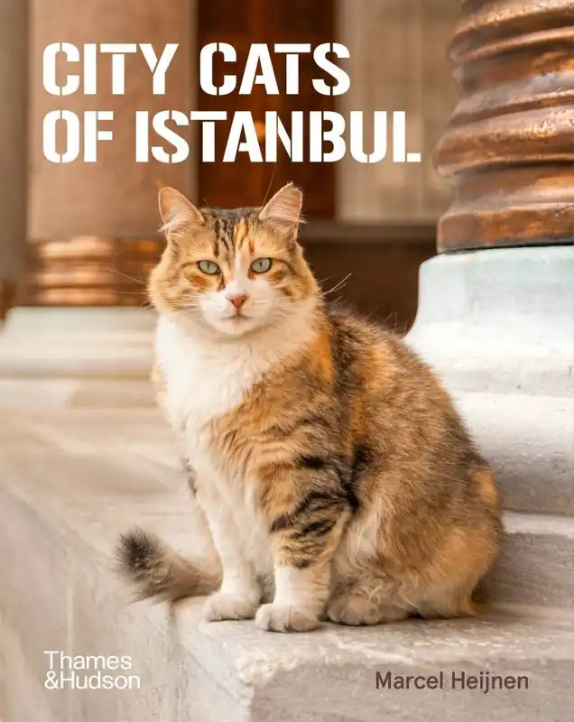 Korting City Cats of Istanbul