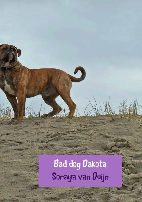 Betrouwbaar Bad dog Dakota / Druk 1