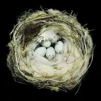Gecertificeerd Nests - Sharon Beals